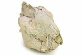 Fossil Oreodont (Eporeodon) Skull - South Dakota #281481-2